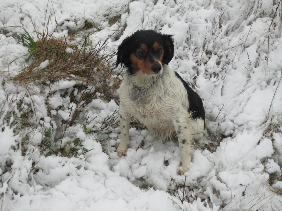 Breton Akela billede 14