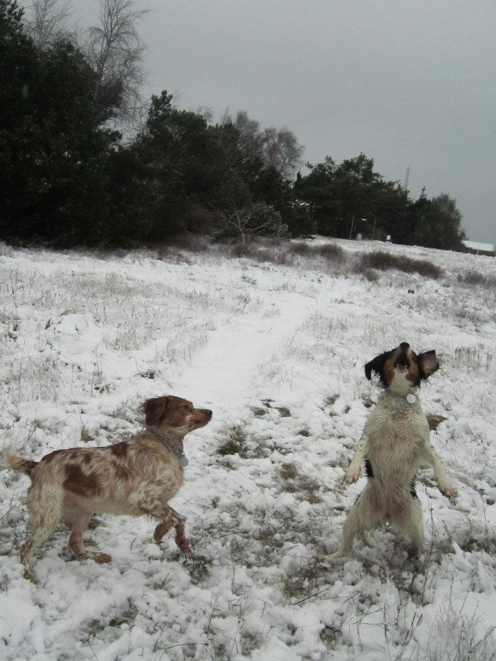 Breton Akela - Datteren Bessi og Akela :-) billede 15