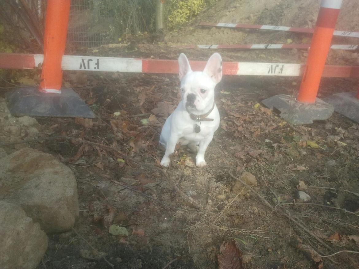 Fransk bulldog Gæt - det er altid godt med lidt jord under neglene... billede 2