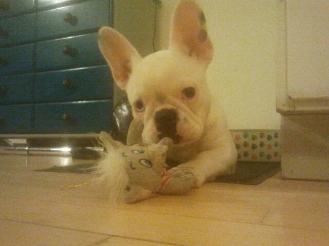 Fransk bulldog Gæt - oh jo det er lklart min yndlings... billede 3