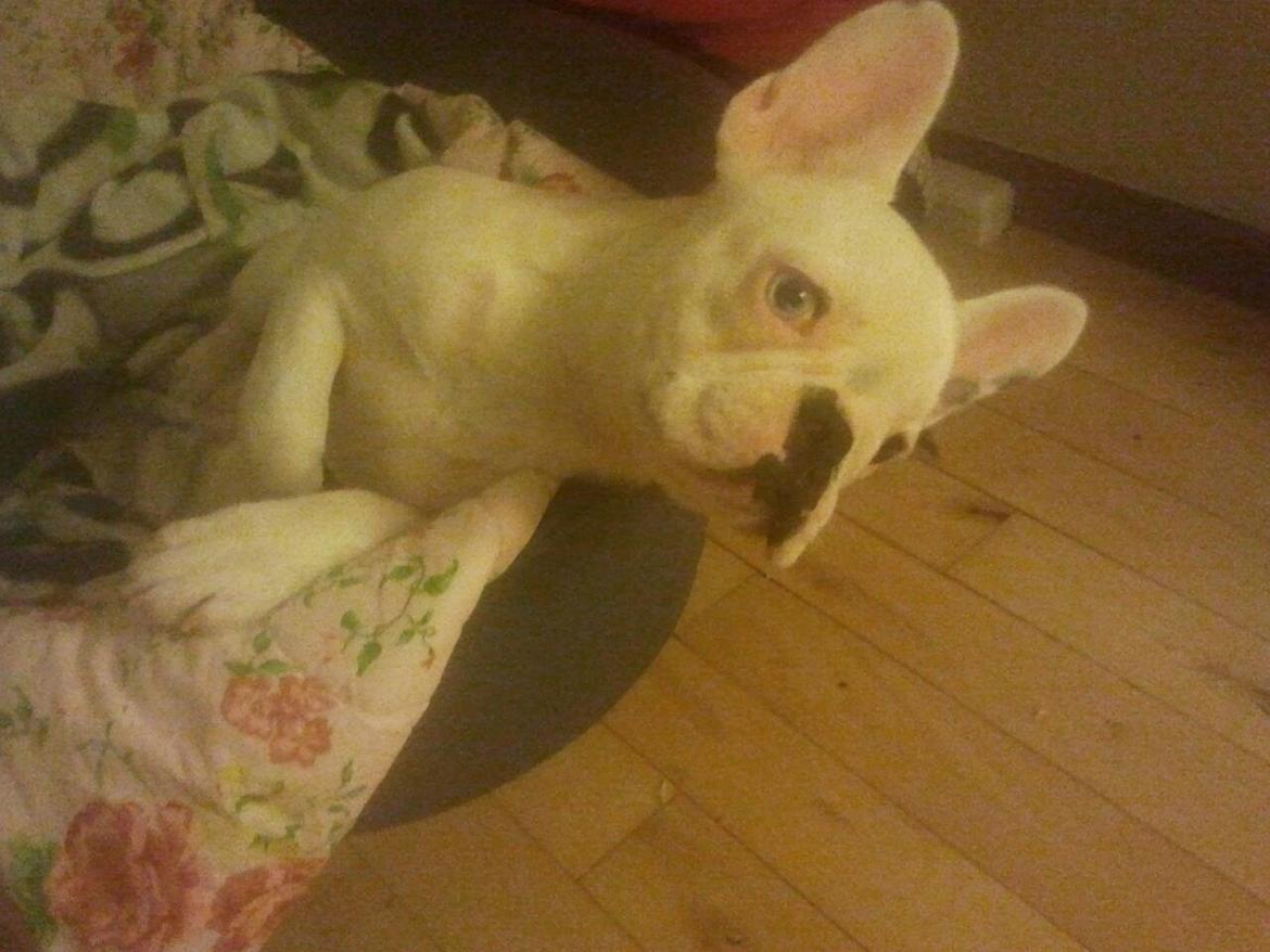 Fransk bulldog Gæt - morgen træt ja tak... billede 4