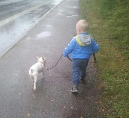 Fransk bulldog Gæt - bedste venner på tur... billede 5