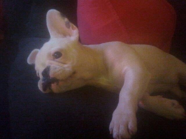 Fransk bulldog Gæt - ja du kalder da bare igen og igen høre dig ikke mor... billede 6