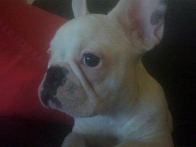 Fransk bulldog Gæt - ja jeg ved godt jeg er smuk... billede 7