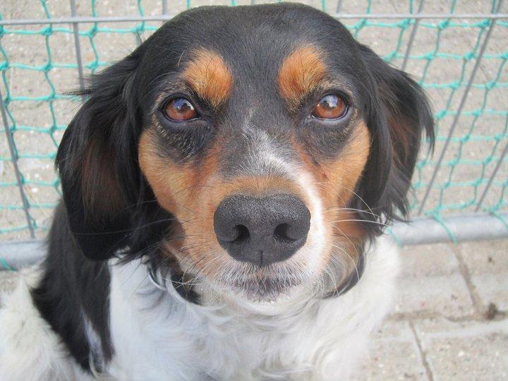 Breton Akela - Akela :-) billede 16