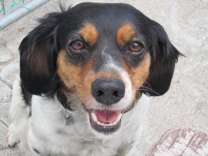 Breton Akela - Akela billede 17