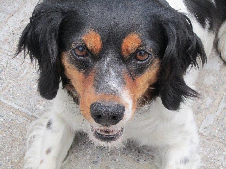 Breton Akela billede 18