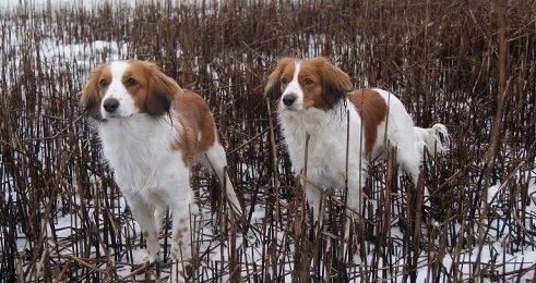 Kooikerhondje Arabella billede 1