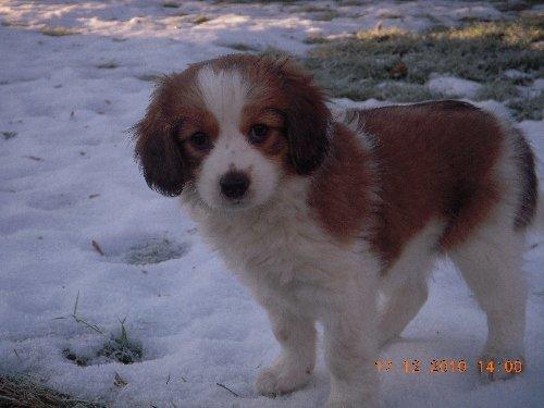 Kooikerhondje Arabella billede 2