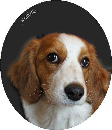 Kooikerhondje Arabella billede 3