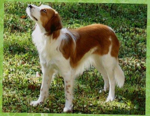 Kooikerhondje Arabella billede 4