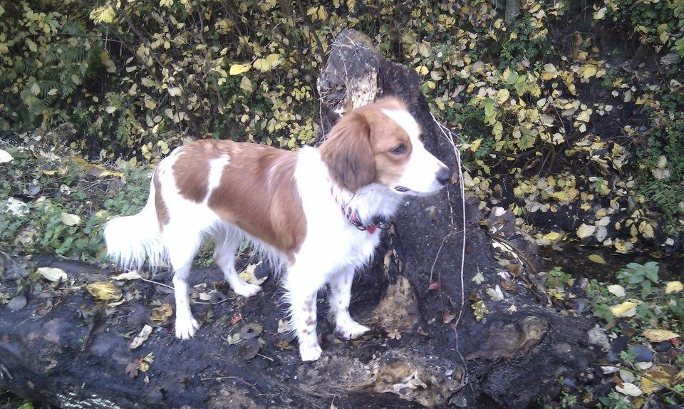 Kooikerhondje Arabella billede 5