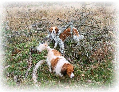 Kooikerhondje Arabella billede 6