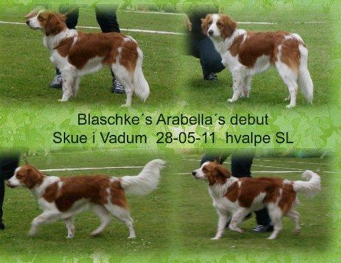 Kooikerhondje Arabella billede 7