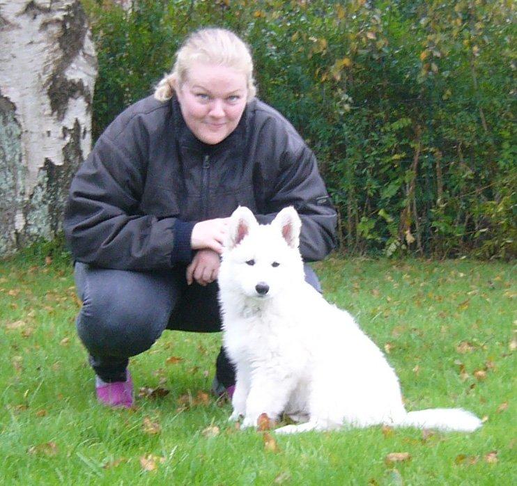 Hvid Schweizisk Hyrdehund MTM Qing Quicksilver billede 7