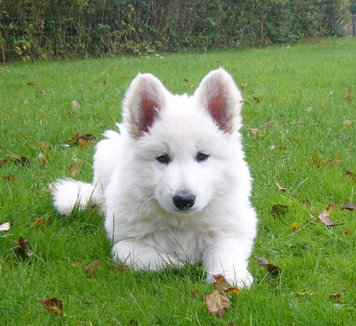 Hvid Schweizisk Hyrdehund MTM Qing Quicksilver billede 10