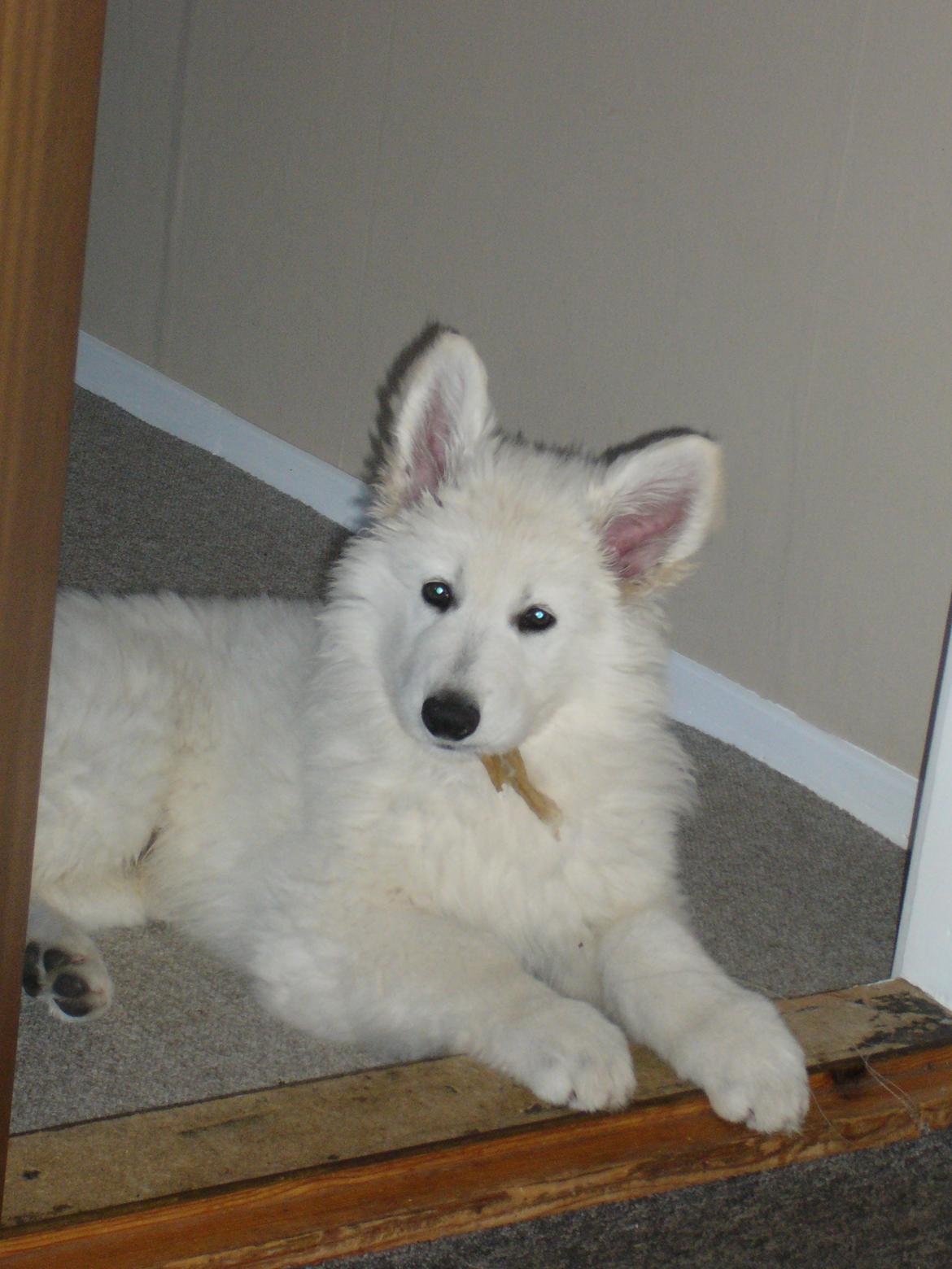 Hvid Schweizisk Hyrdehund MTM Qing Quicksilver billede 11