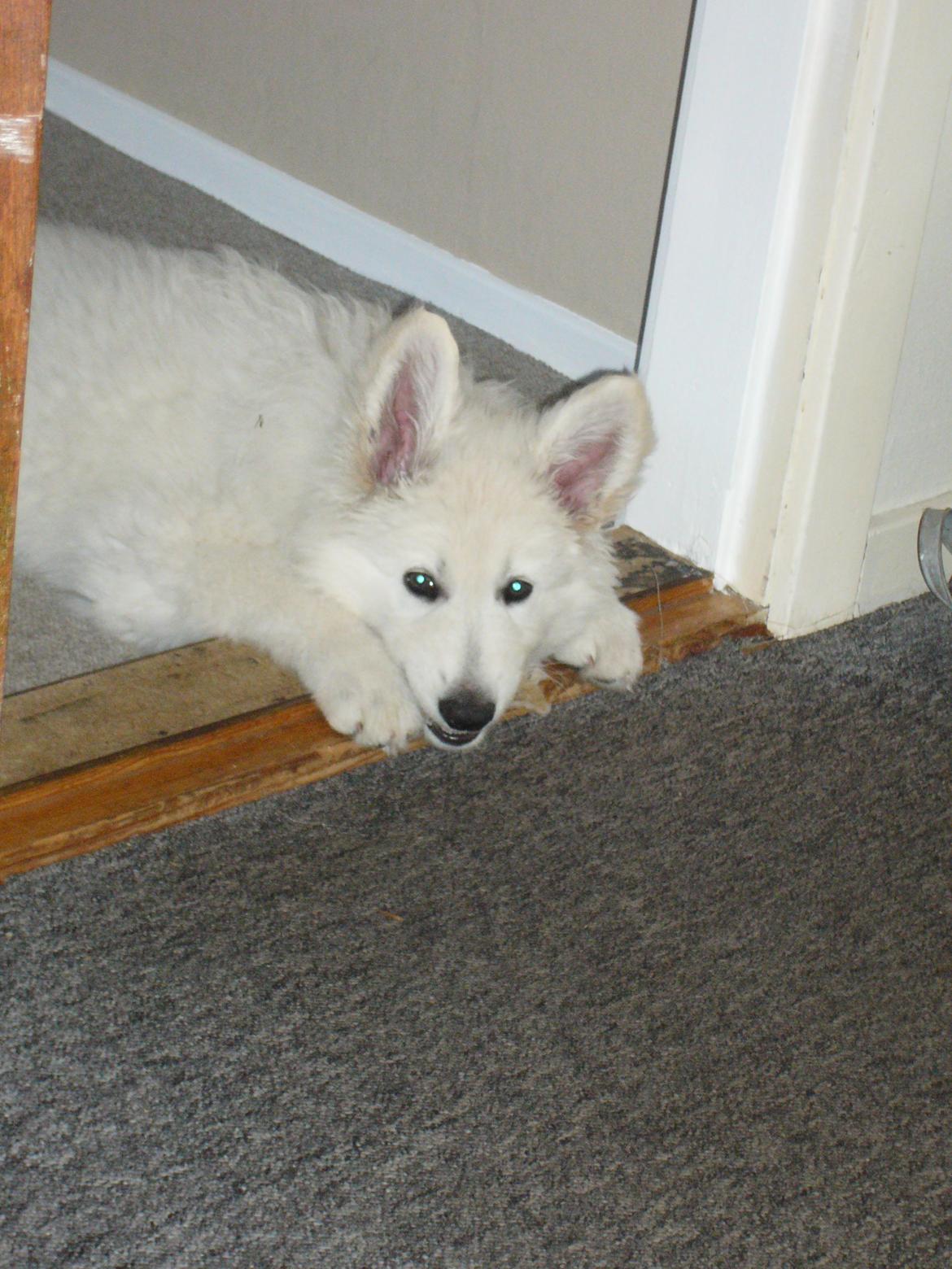 Hvid Schweizisk Hyrdehund MTM Qing Quicksilver billede 12