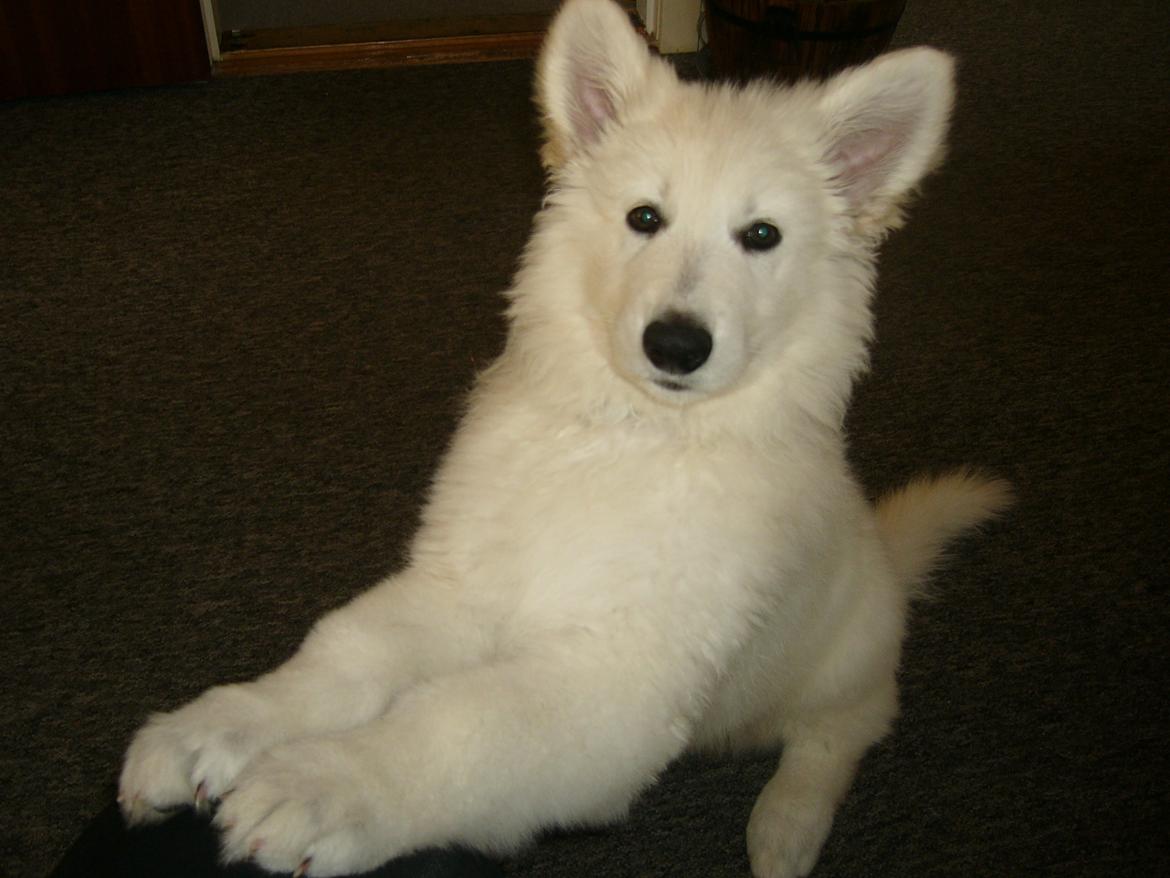 Hvid Schweizisk Hyrdehund MTM Qing Quicksilver billede 9