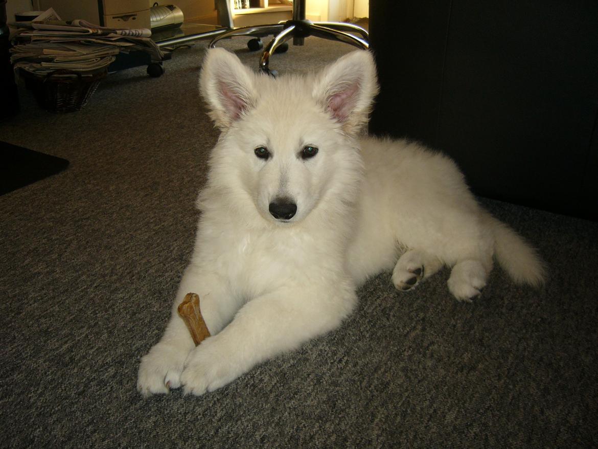 Hvid Schweizisk Hyrdehund MTM Qing Quicksilver billede 13