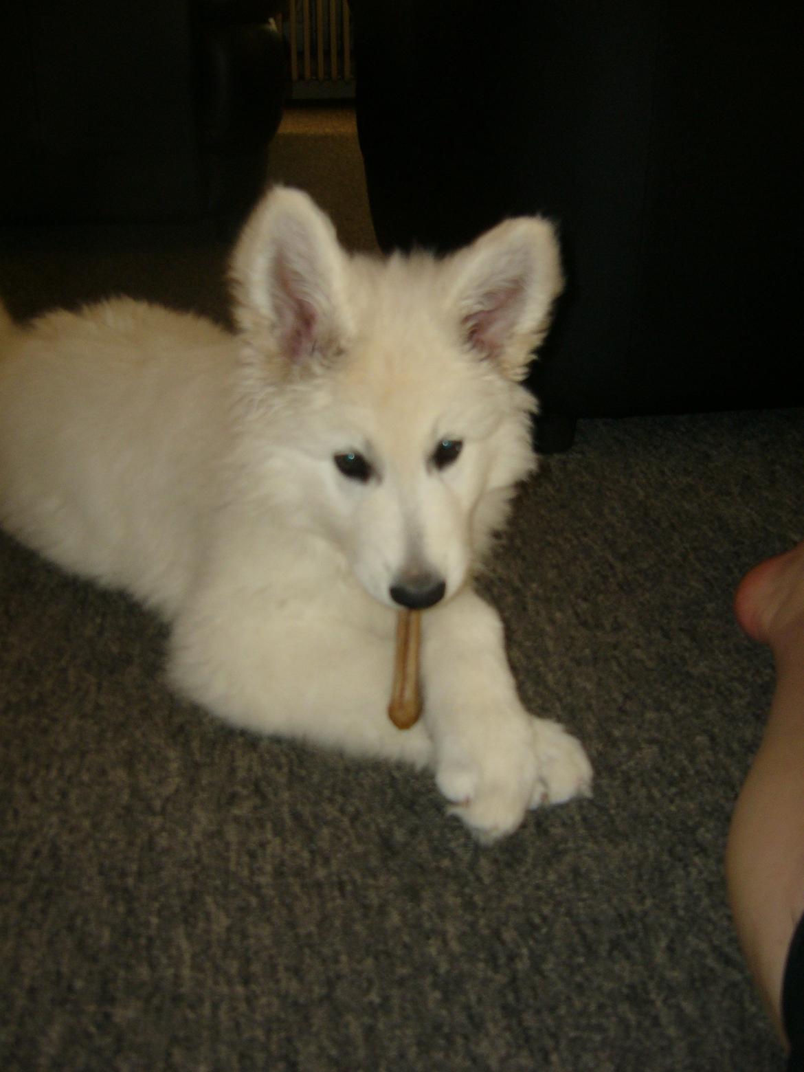 Hvid Schweizisk Hyrdehund MTM Qing Quicksilver billede 14