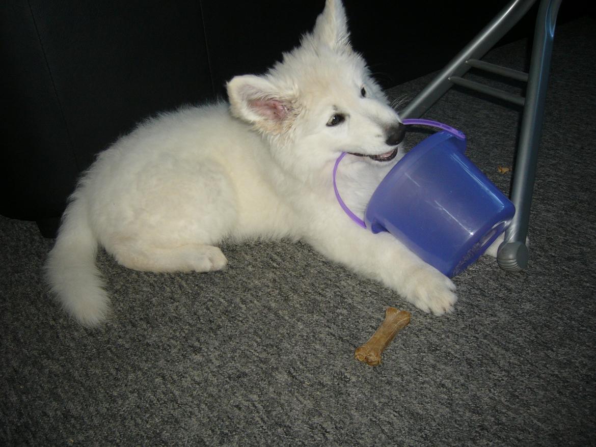 Hvid Schweizisk Hyrdehund MTM Qing Quicksilver billede 15