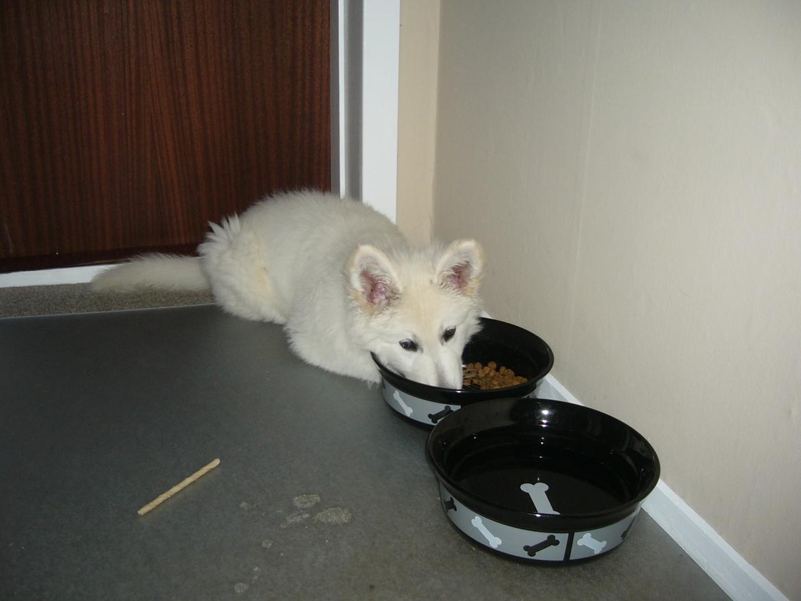 Hvid Schweizisk Hyrdehund MTM Qing Quicksilver billede 16