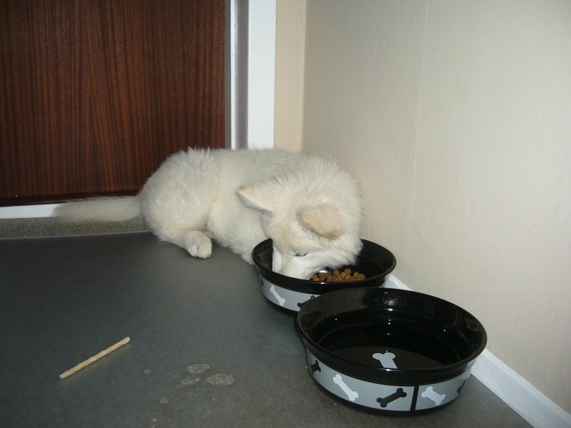 Hvid Schweizisk Hyrdehund MTM Qing Quicksilver billede 17