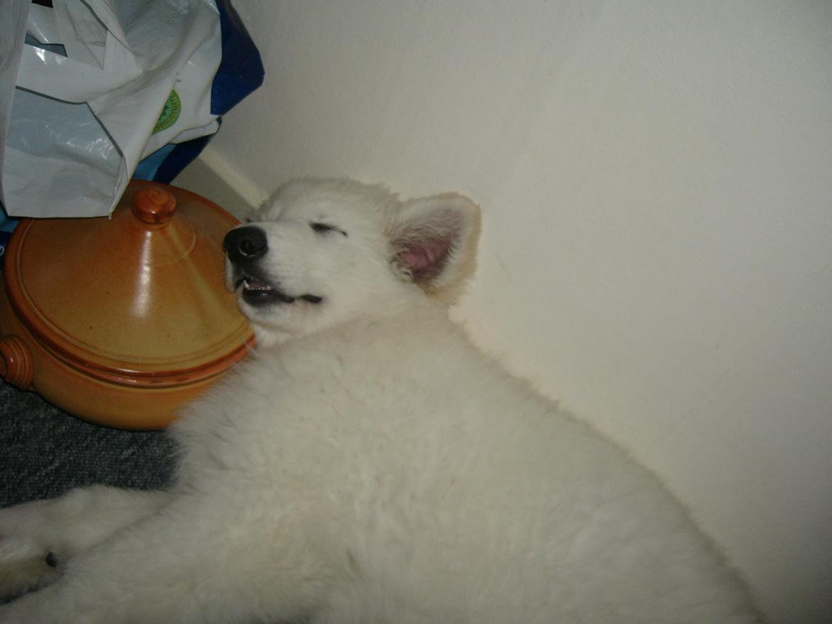 Hvid Schweizisk Hyrdehund MTM Qing Quicksilver billede 18