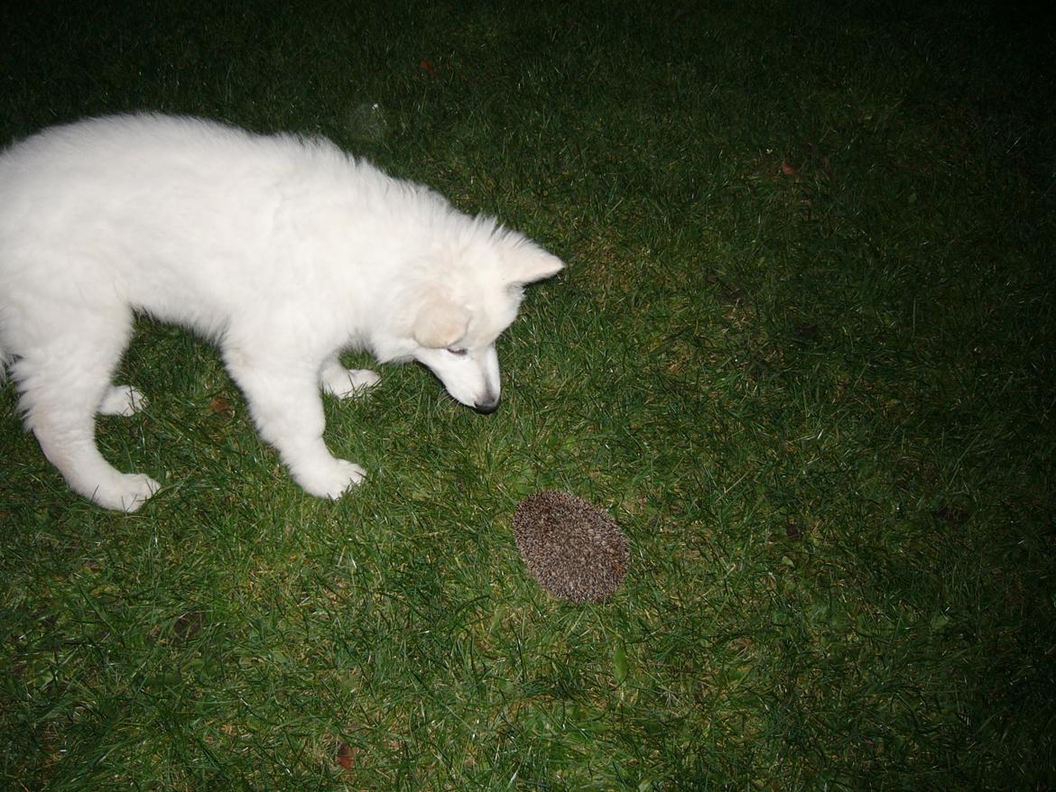 Hvid Schweizisk Hyrdehund MTM Qing Quicksilver billede 19