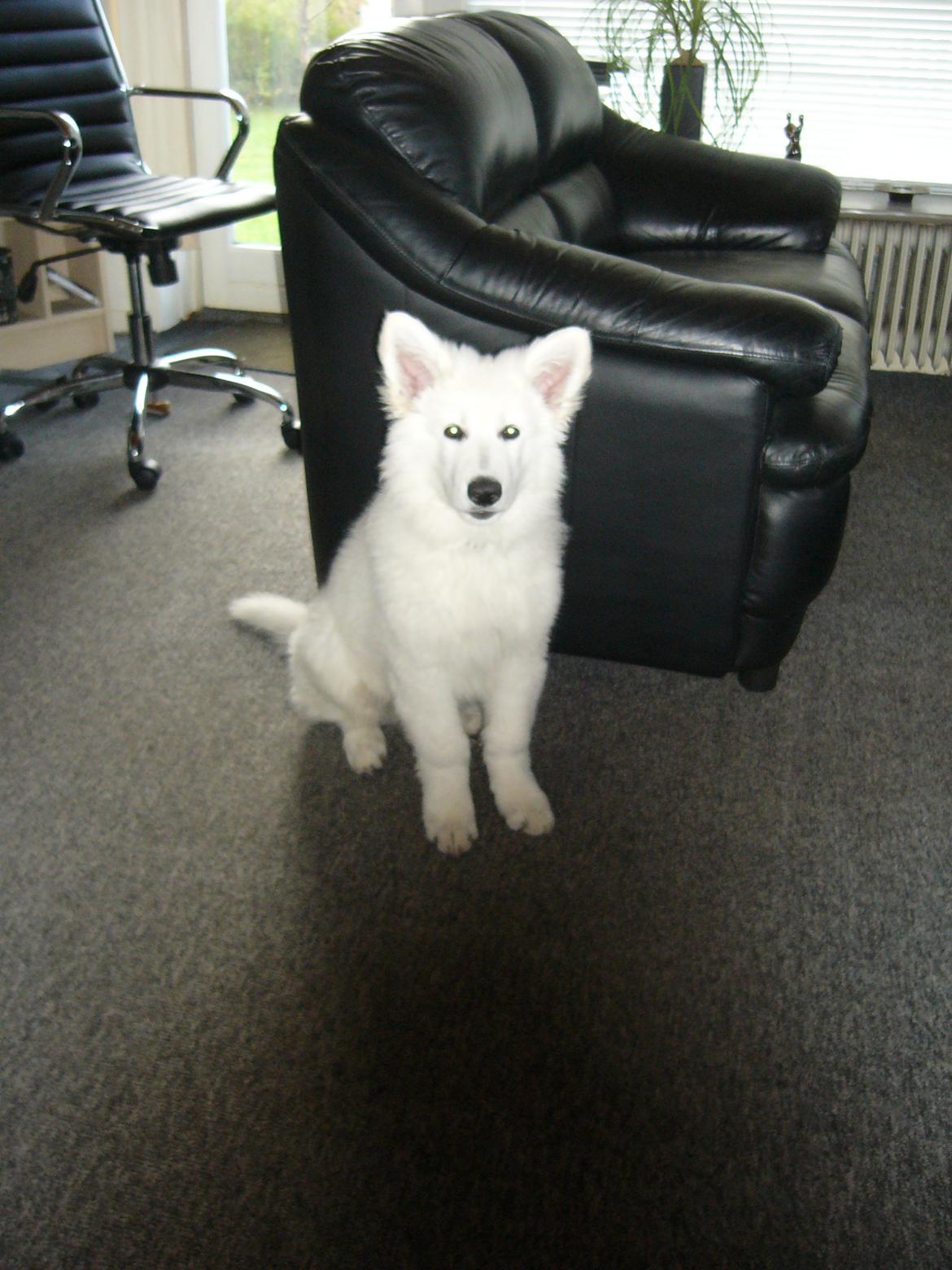 Hvid Schweizisk Hyrdehund MTM Qing Quicksilver billede 20