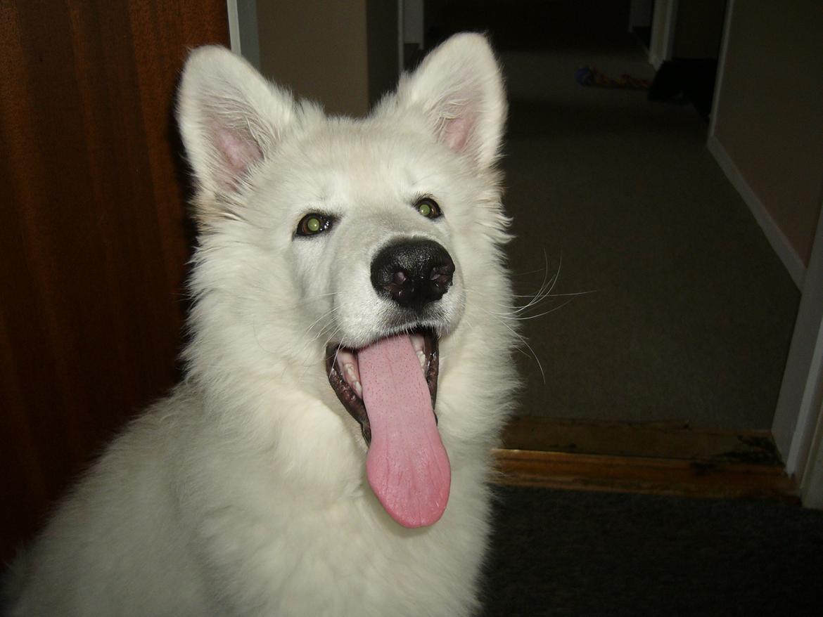 Hvid Schweizisk Hyrdehund MTM Qing Quicksilver billede 21