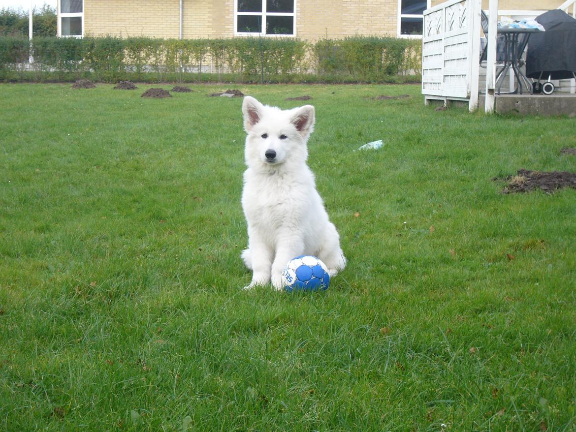 Hvid Schweizisk Hyrdehund MTM Qing Quicksilver billede 22