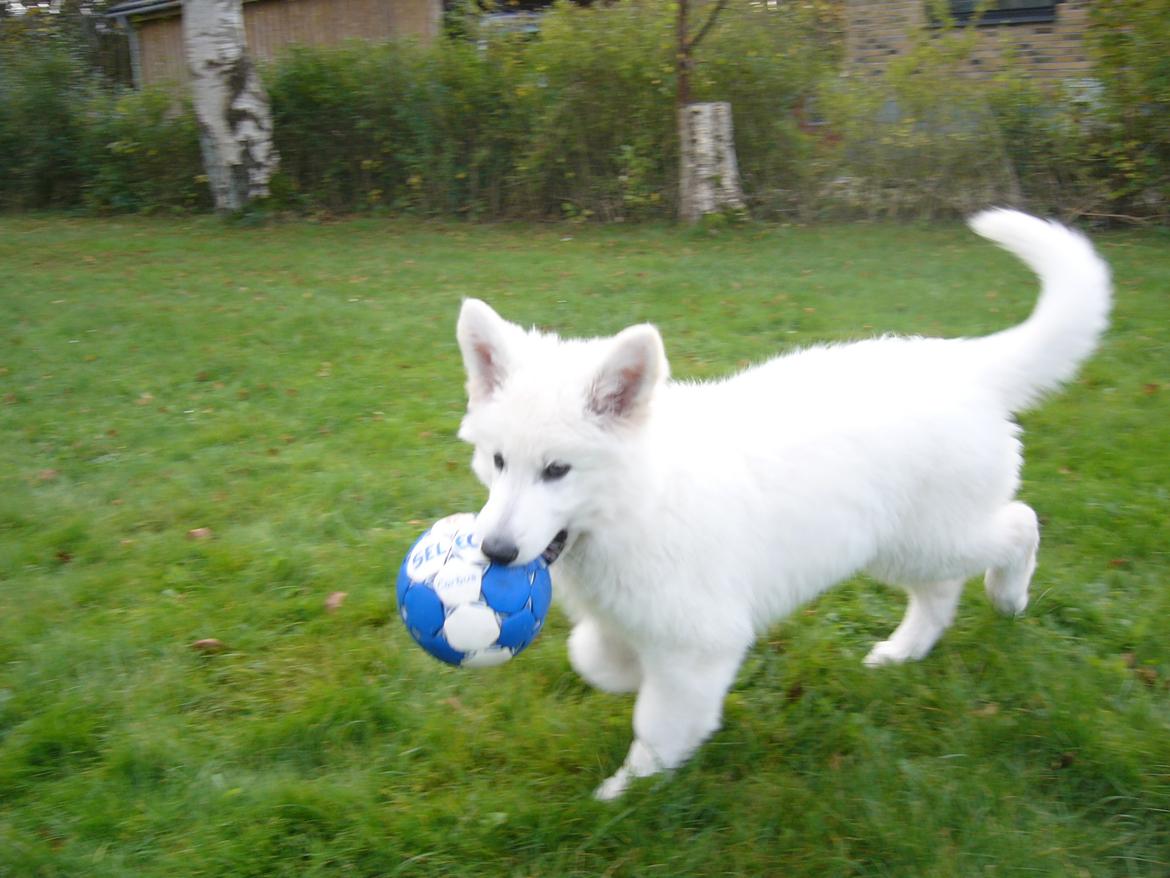 Hvid Schweizisk Hyrdehund MTM Qing Quicksilver billede 23