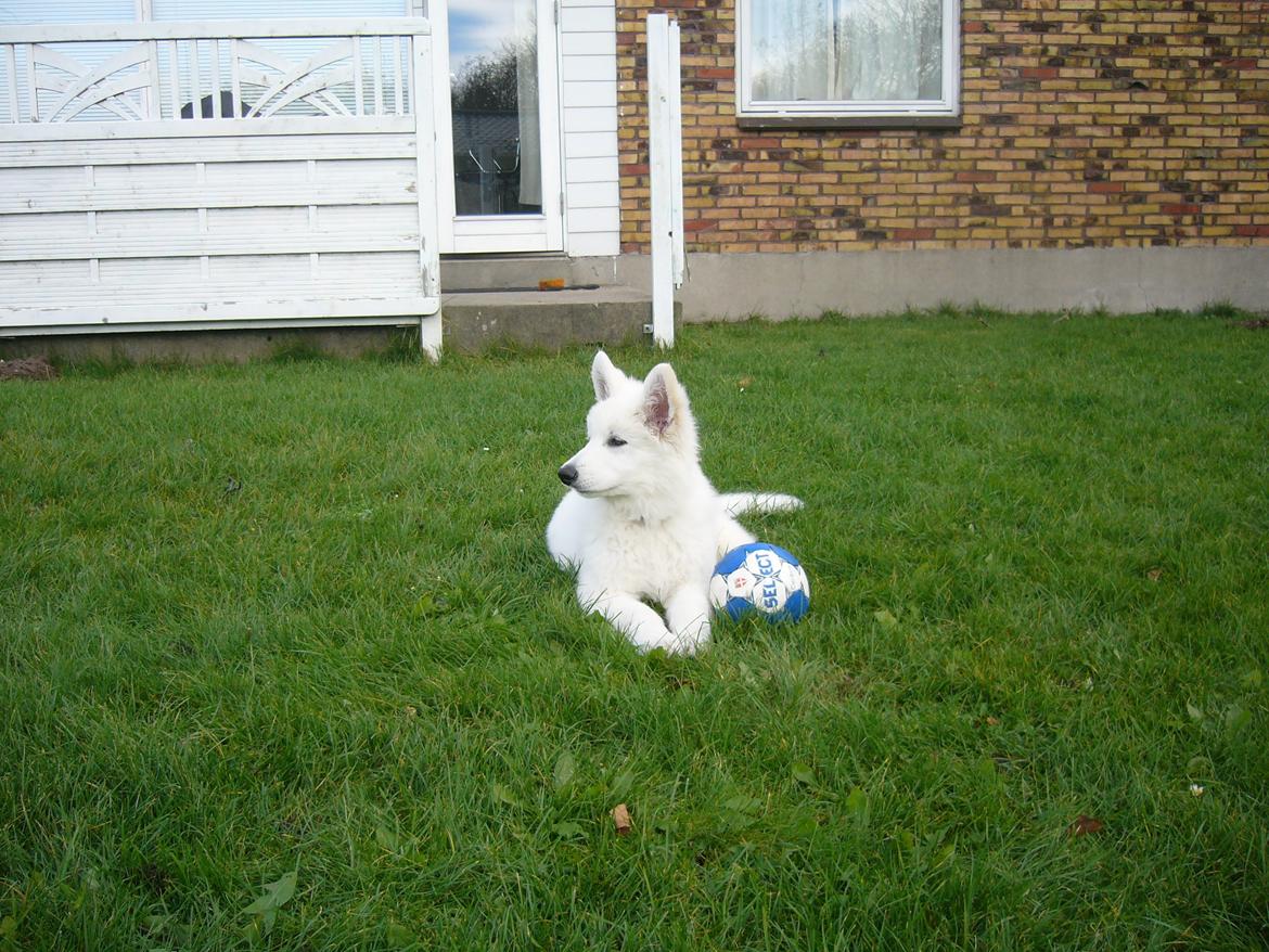 Hvid Schweizisk Hyrdehund MTM Qing Quicksilver billede 24