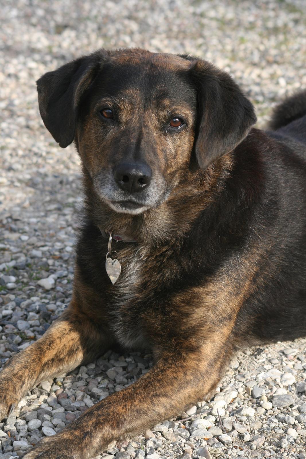 Blanding af racer Nala [Mor & Far's] billede 1