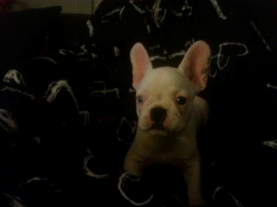 Fransk bulldog Gæt - uhh den dyne her er god.. billede 9
