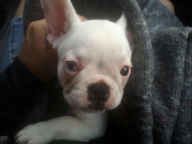 Fransk bulldog Gæt - første billede mor tog af MIG.. smukt.. billede 10