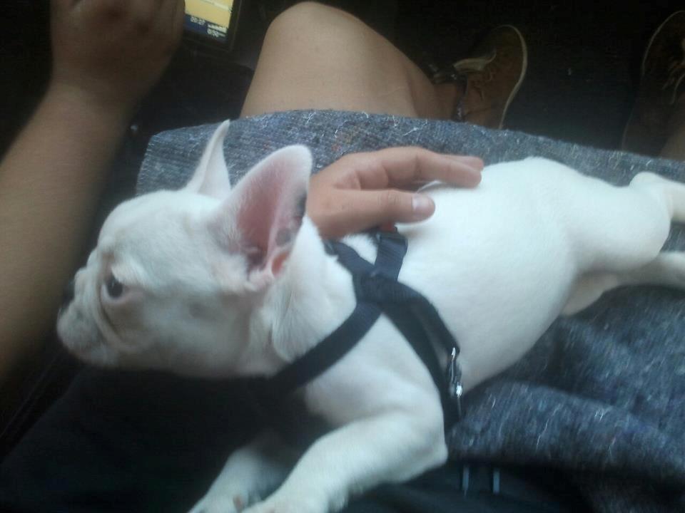 Fransk bulldog Gæt - træt er ikke ordet.... billede 11