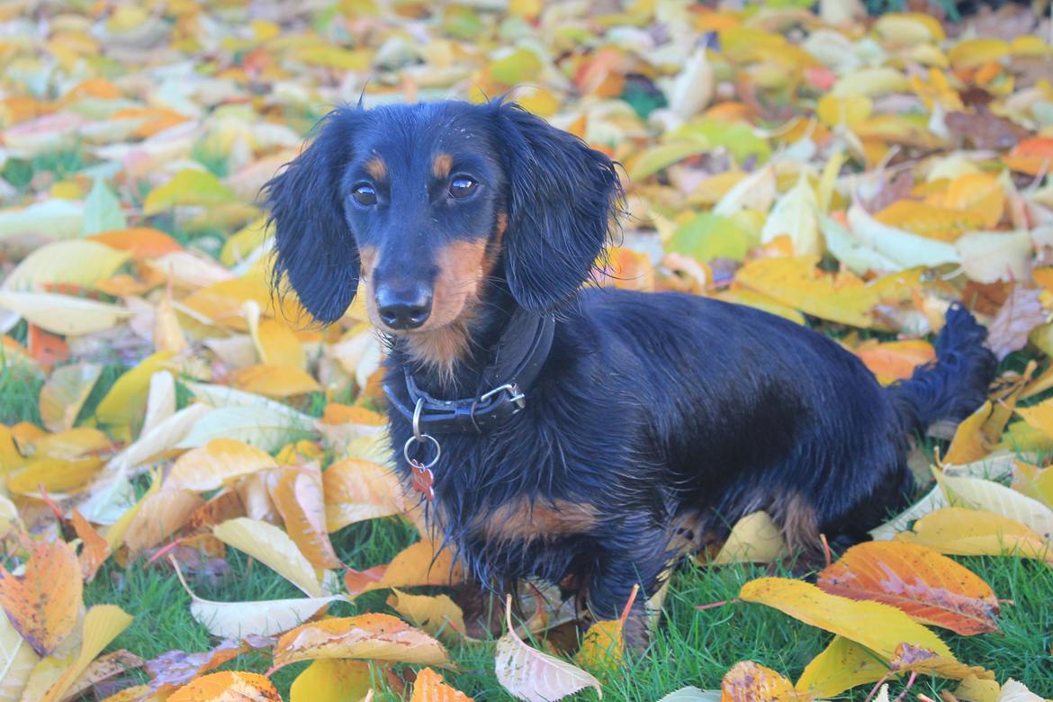 Dværggravhund Molly - Molly, november 2012. 11 måneder gammel.  billede 2