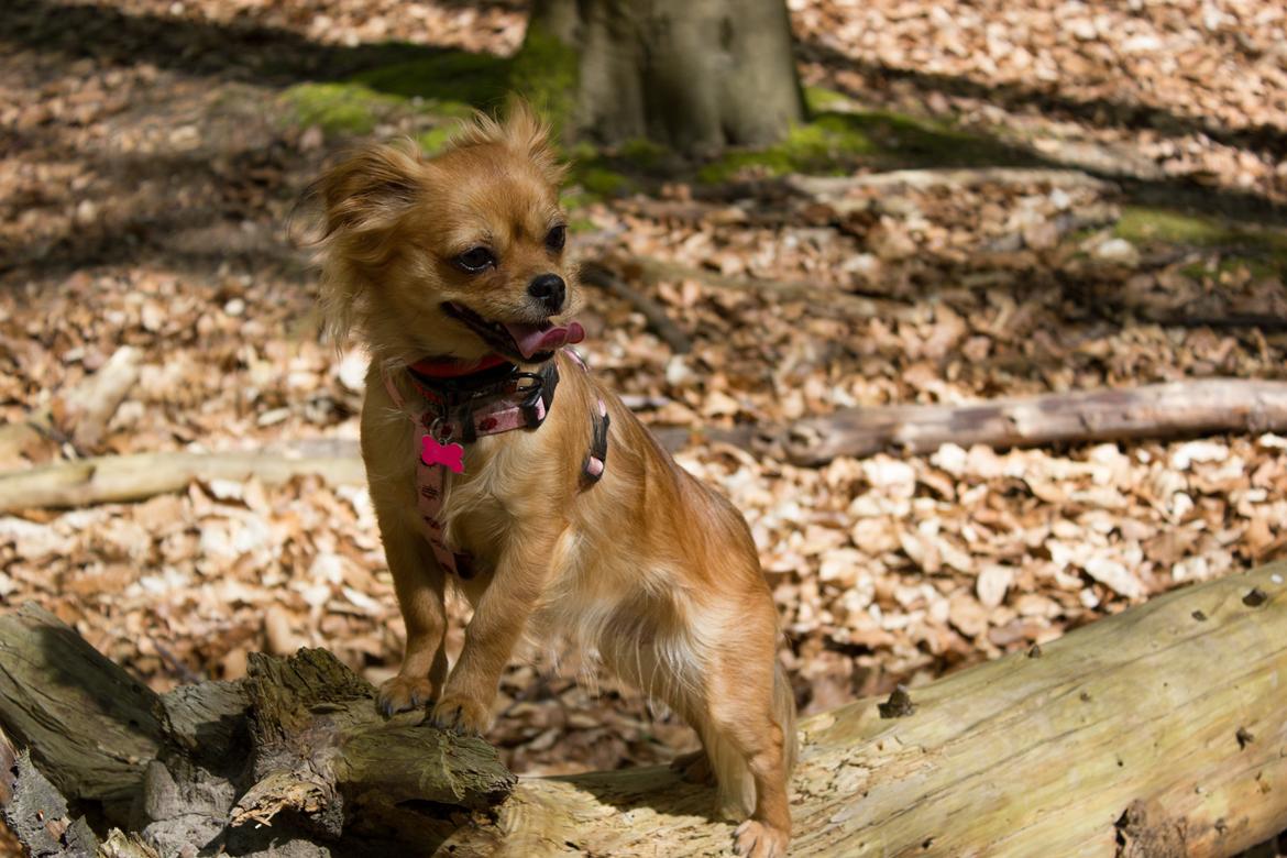 Blanding af racer Lilo billede 19