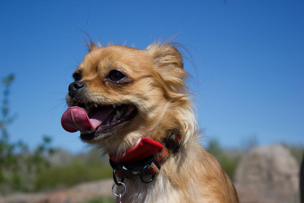 Blanding af racer Lilo billede 20