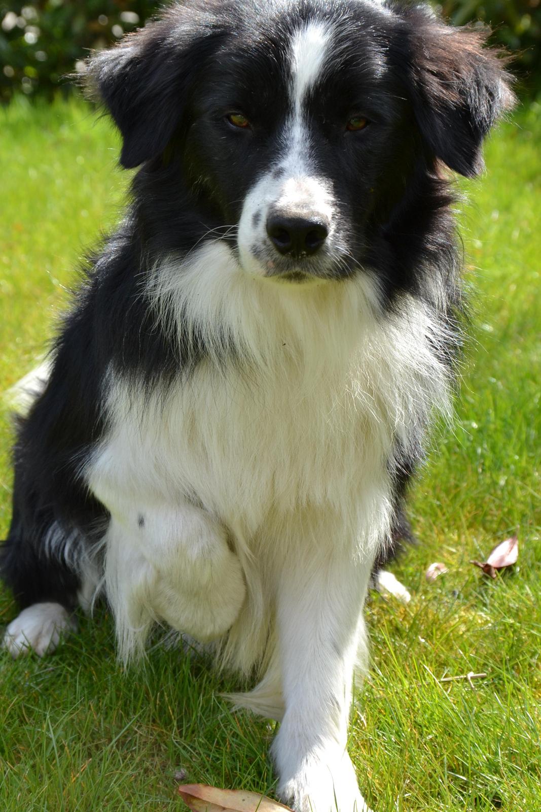 Border collie Nicko billede 9
