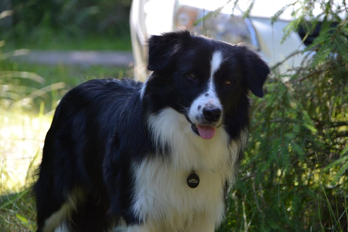 Border collie Nicko billede 11