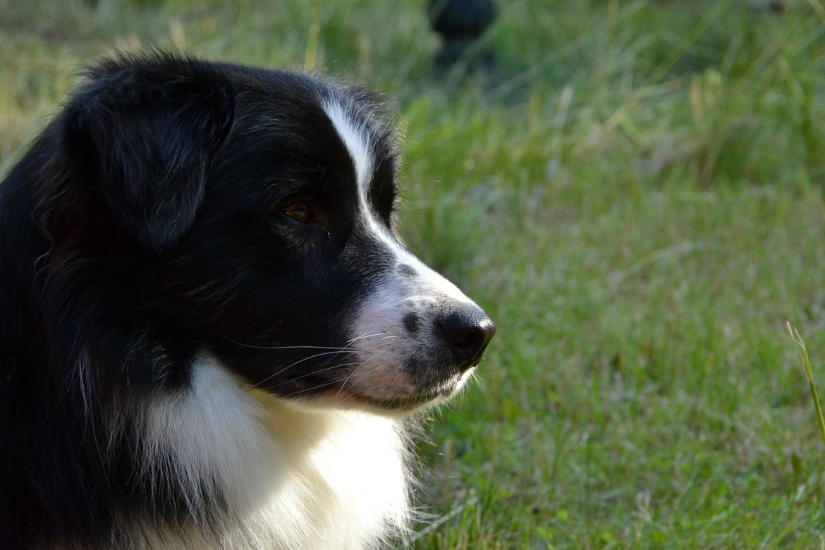Border collie Nicko billede 1