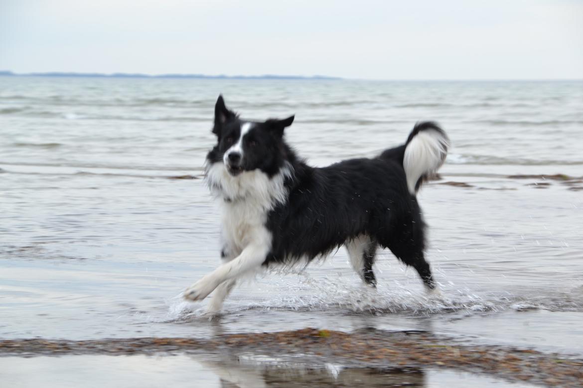 Border collie Nicko billede 12