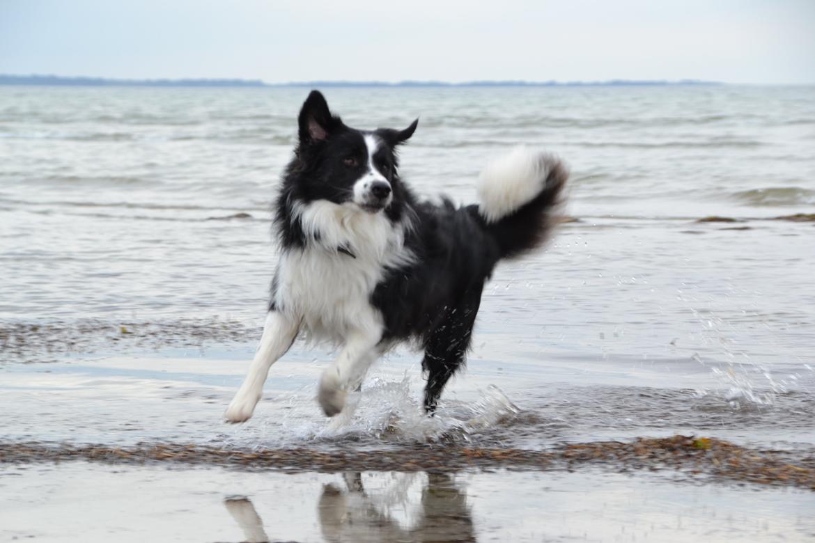 Border collie Nicko billede 13