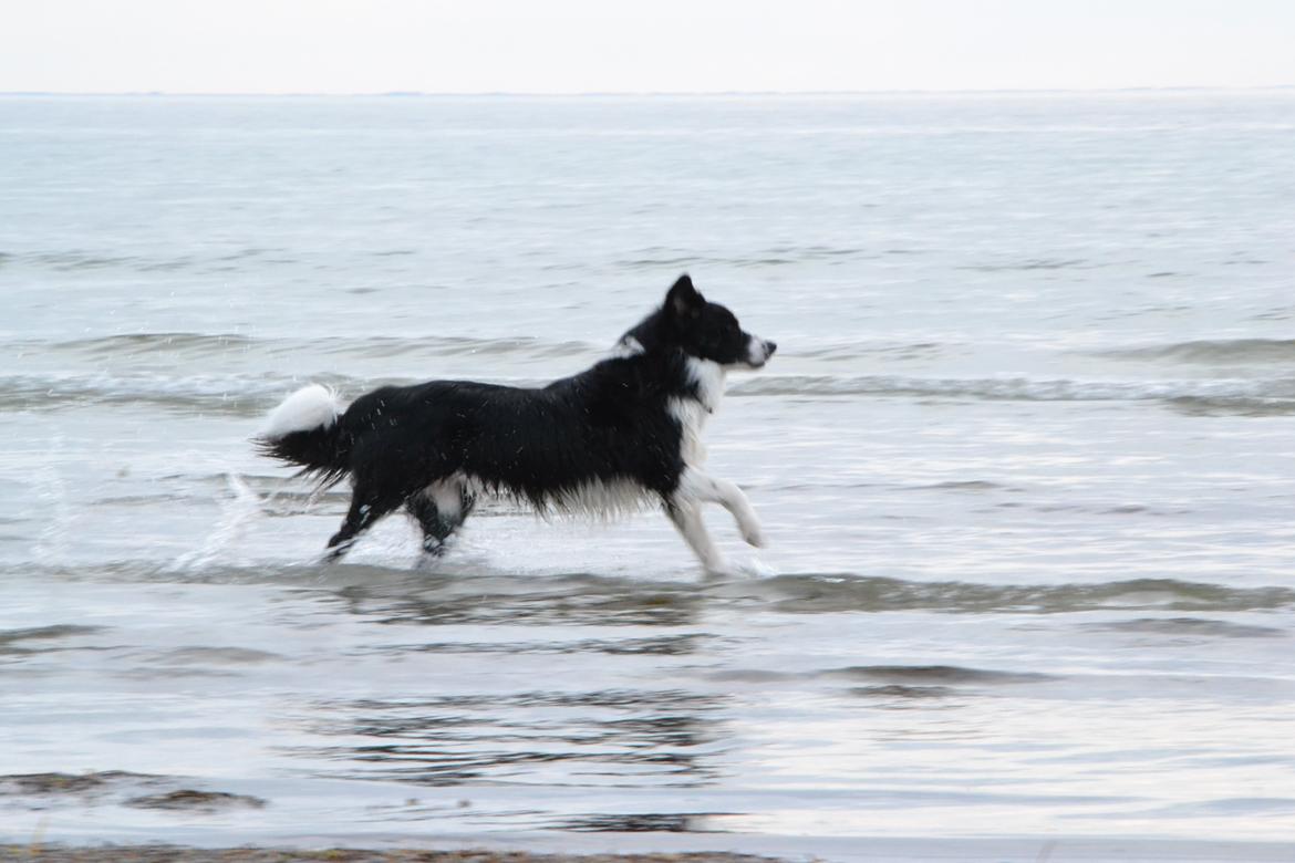 Border collie Nicko billede 14