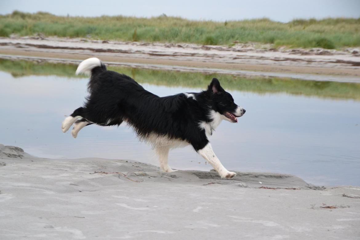 Border collie Nicko billede 15