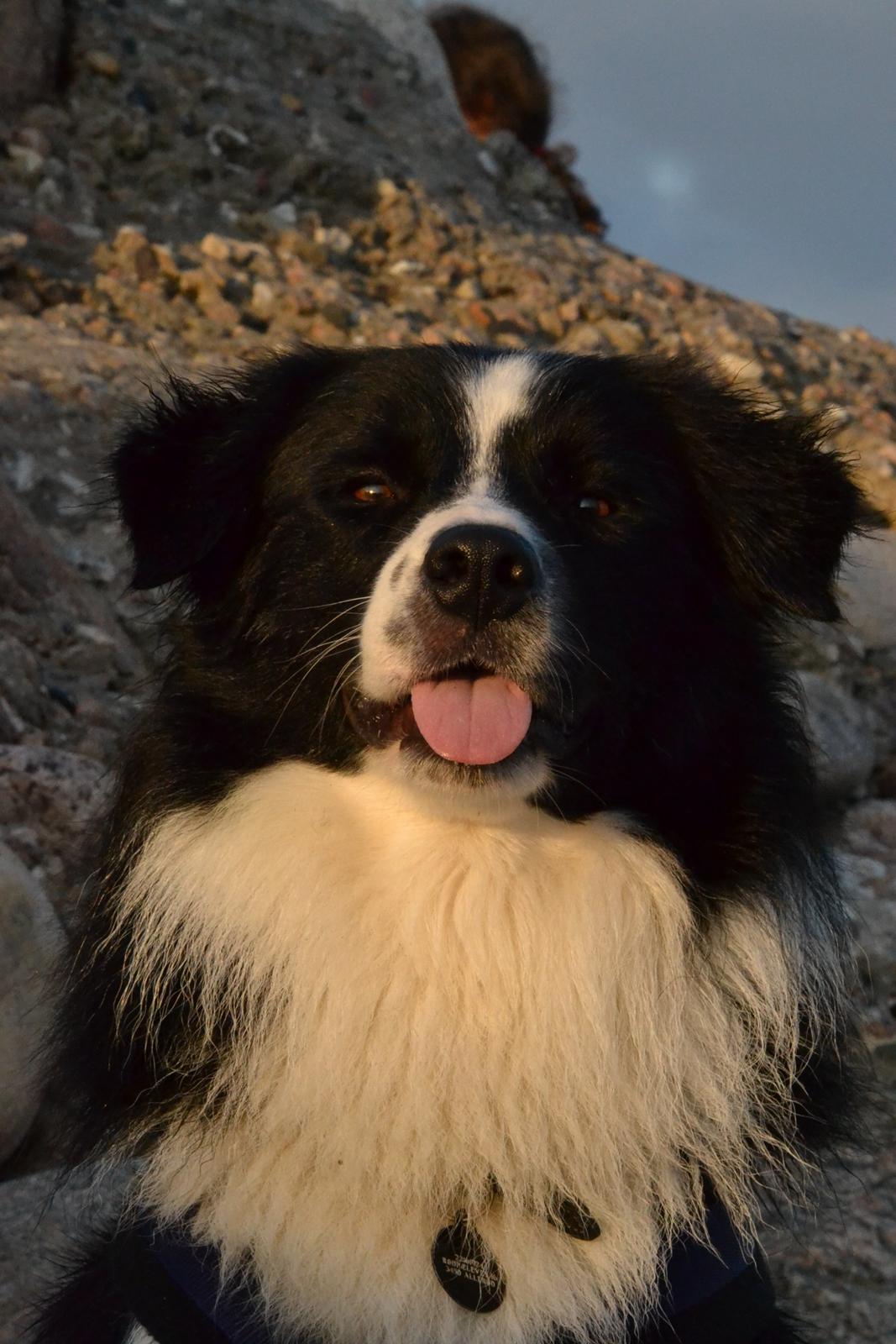 Border collie Nicko - " Jeg er intelligent!" billede 10